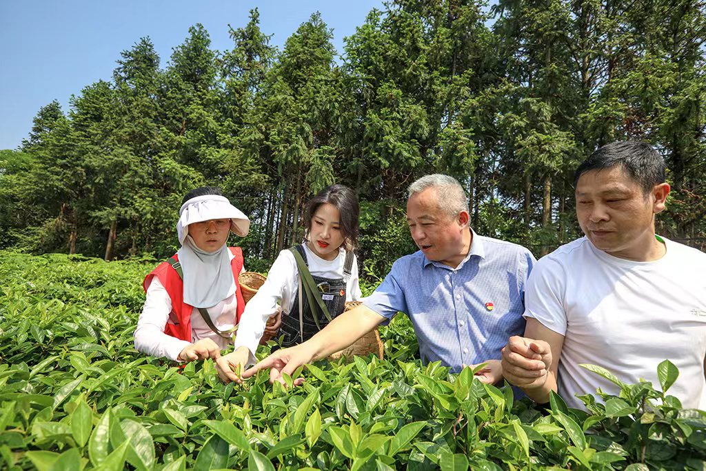 采茶助農正當時 主題黨日暖人心