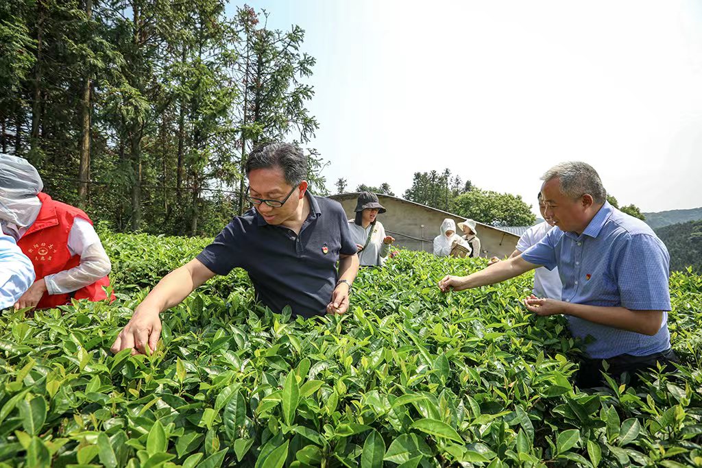 采茶助農正當時 主題黨日暖人心